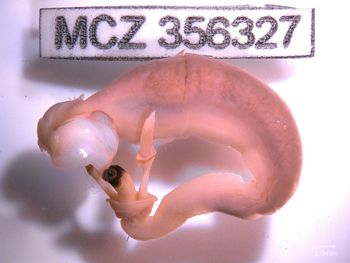 Media type: image;   Malacology 356327 Description: Specimen in ethanol;